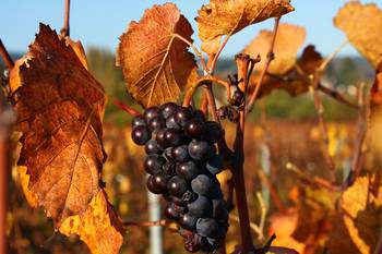 Randonnée en Automne dans les vignes de la Côte Chalonnaise