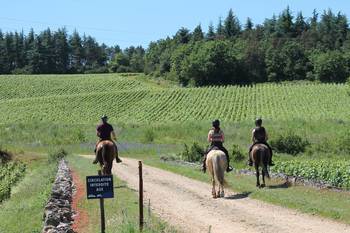 Promenade à cheval dans la Côte Chalonnaise