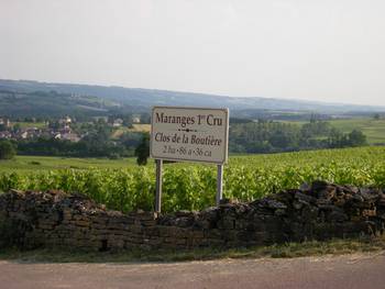 Vigne Cheilly les Maranges