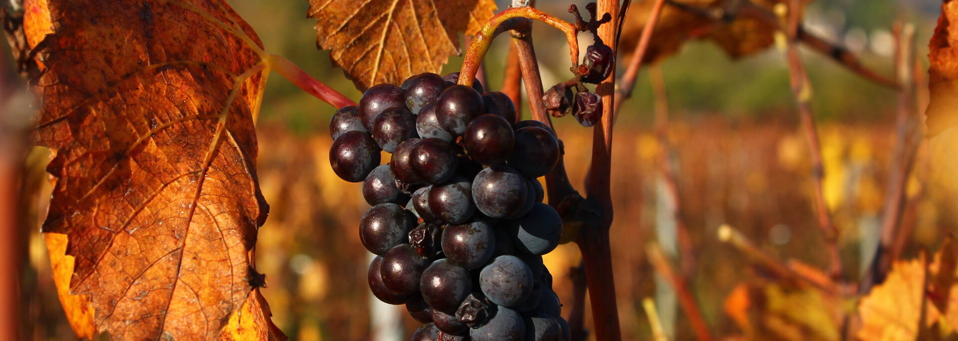 Vignes automnales Givry Côte Chalonnaise