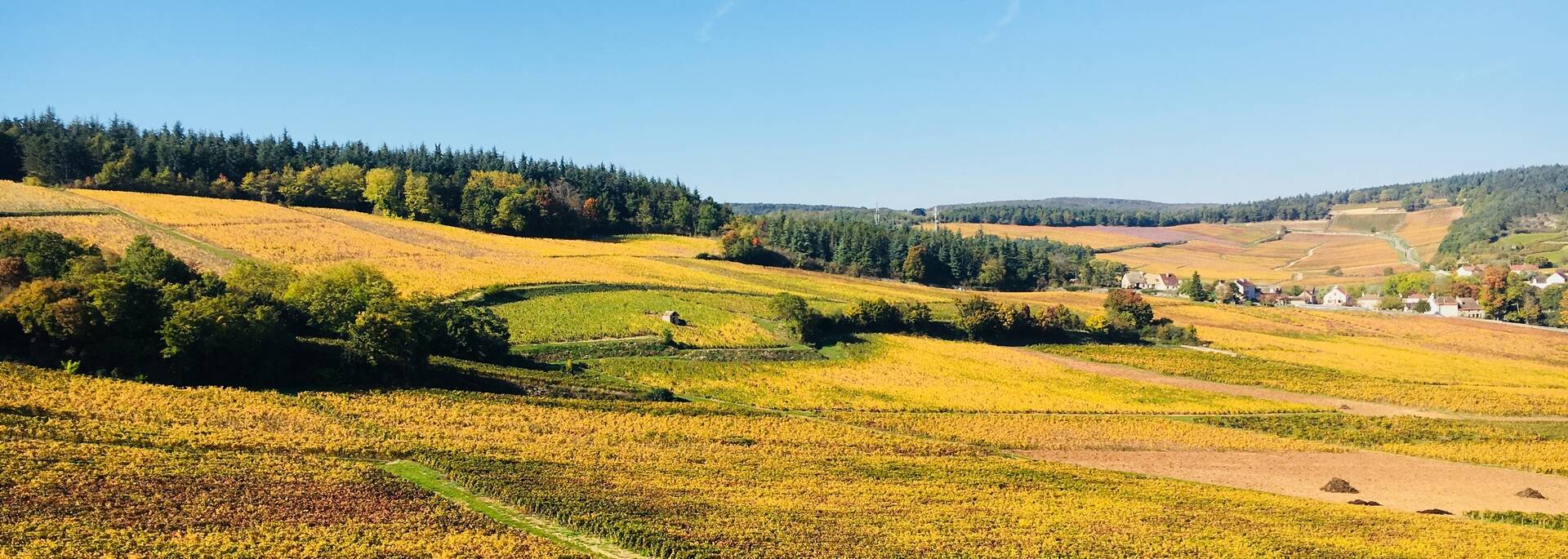 Mercurey parcelles en Côte Chalonnaise